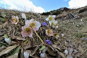 64 Ellebori in fiore